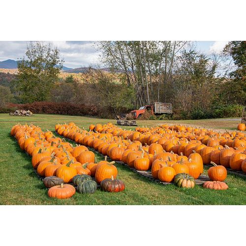 Jones, Allison 아티스트의 USA-Vermont-Stowe-West Hill Rd-pumpkin field작품입니다.